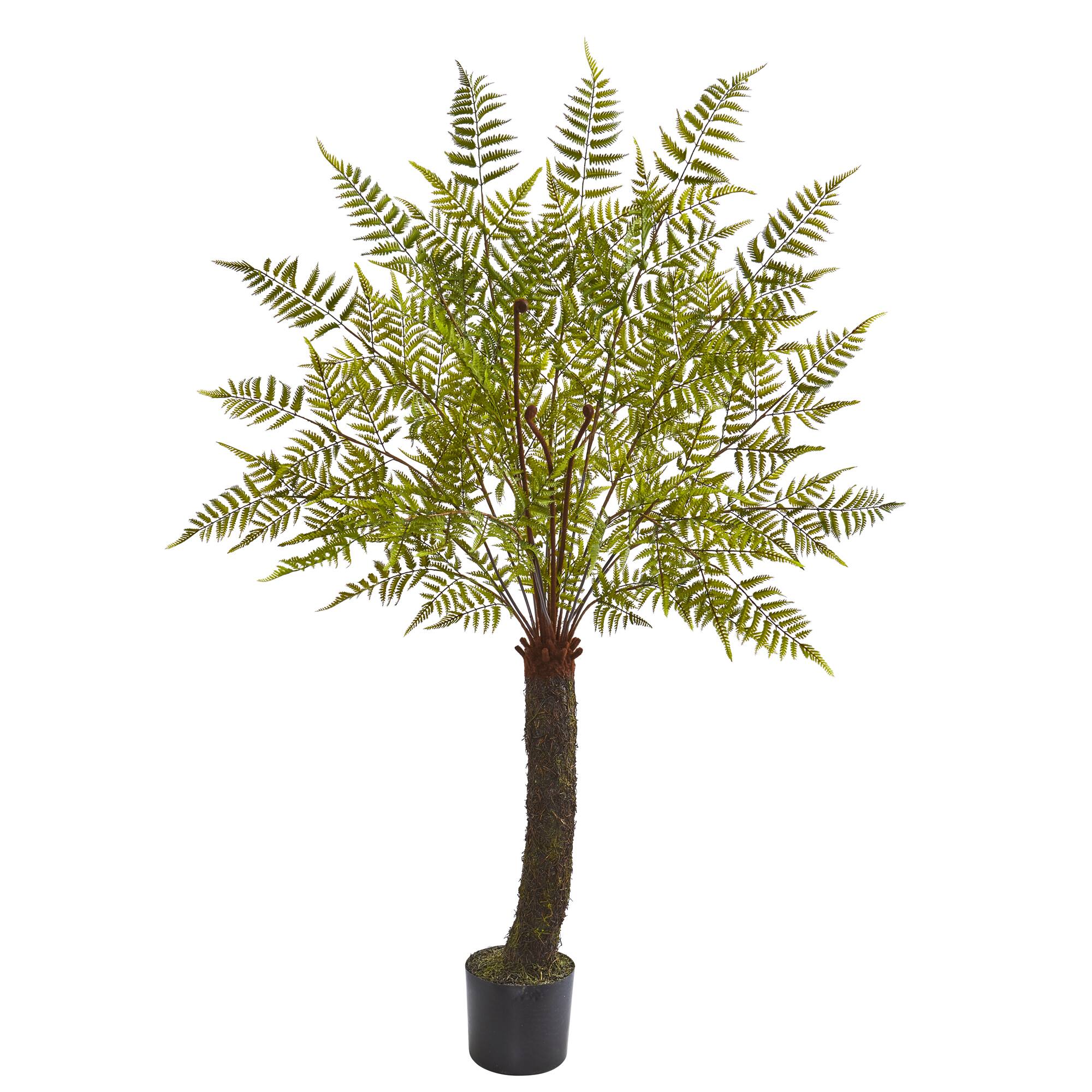 6ft. Potted Fern Plant